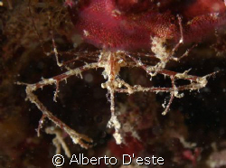 I'm think is a Crab in Derawan by Alberto D'este 